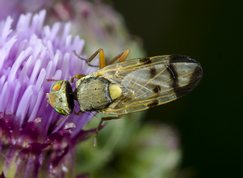 Tephritid fly(Urophora jaceana)